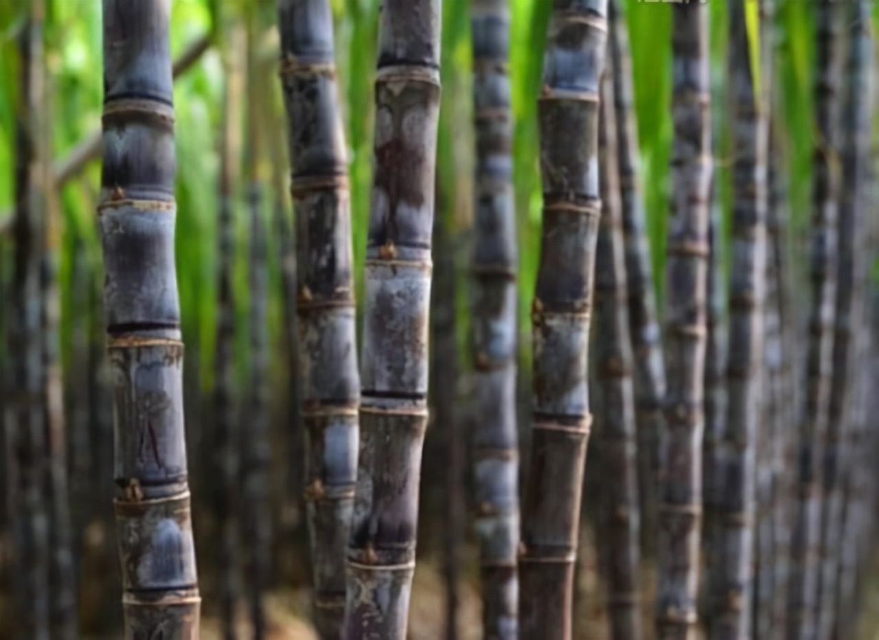 中国烟王第一名,中国烟王酒王