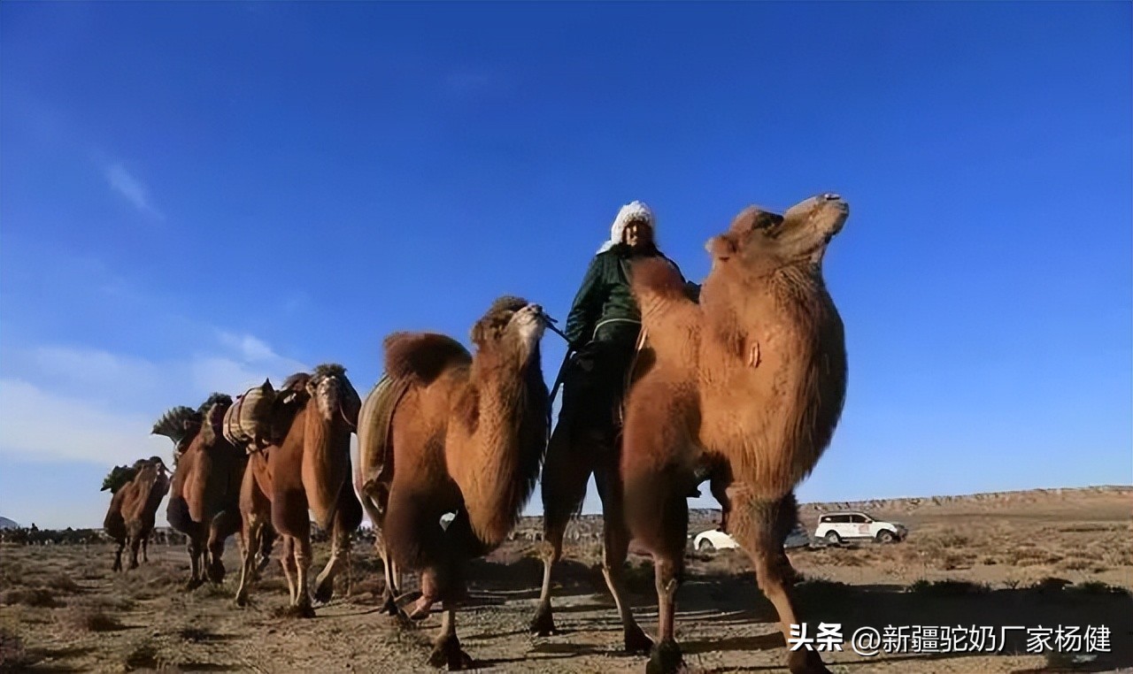 你买的是真驼奶吗,达牧优驼奶是真的吗