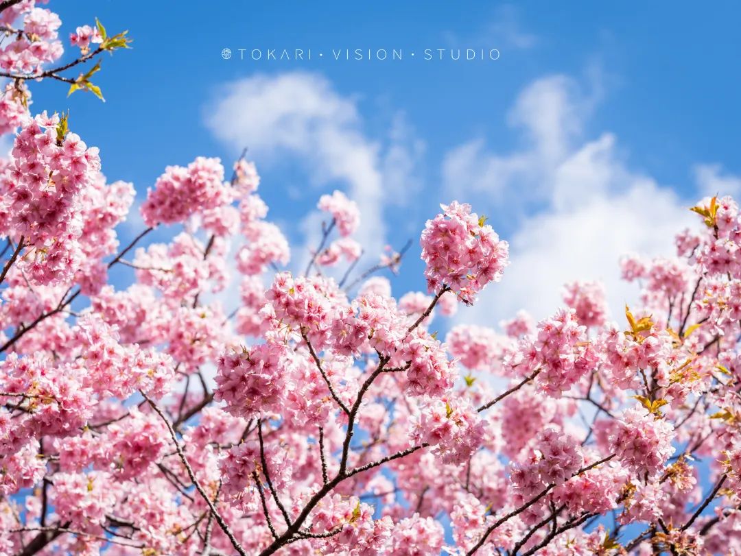 伊豆半岛两日游攻略,日本伊豆跟团旅游攻略
