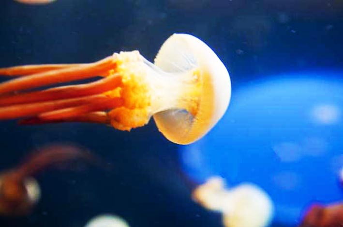 海蜇，是美味，是药材，还有一个美丽的神话故事