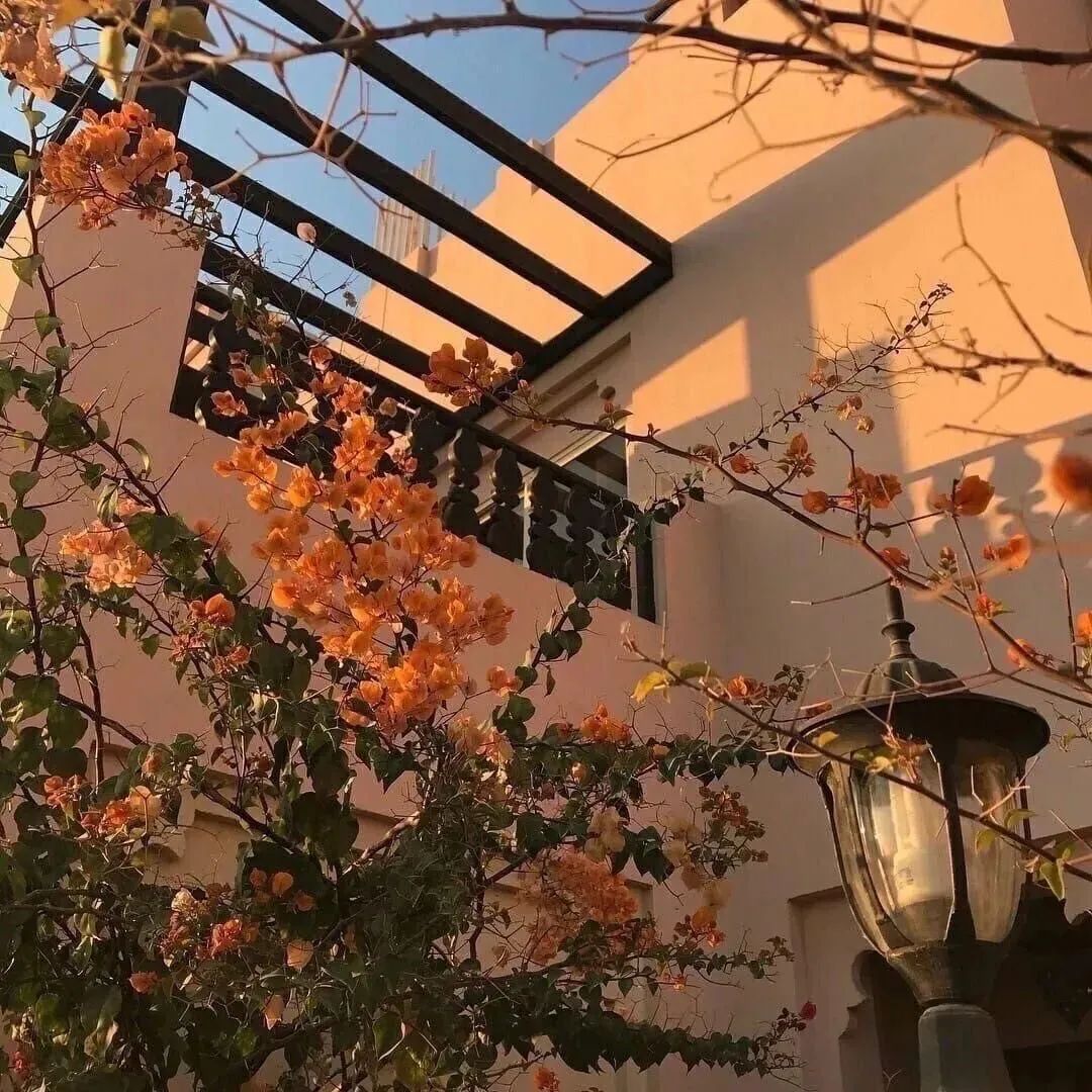 背景图ins风鲜花,ins复古黑色鲜花壁纸