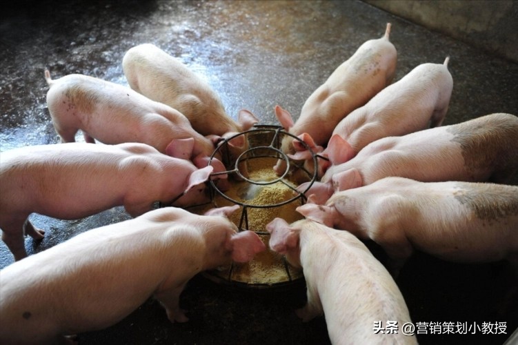 养猪致富是怎么赚钱的,农村养猪一年1万头赚几个亿