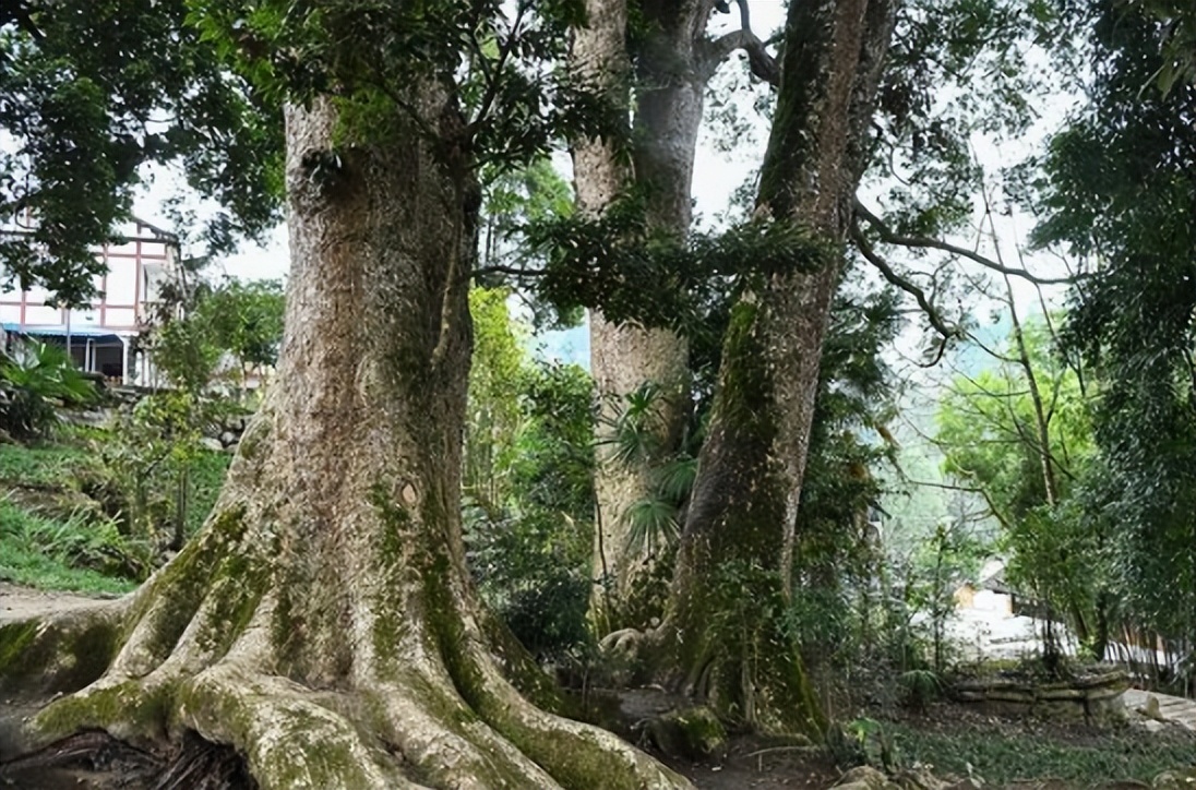 金丝楠木是什么树木,家里种植的金丝楠木是国家保护吗