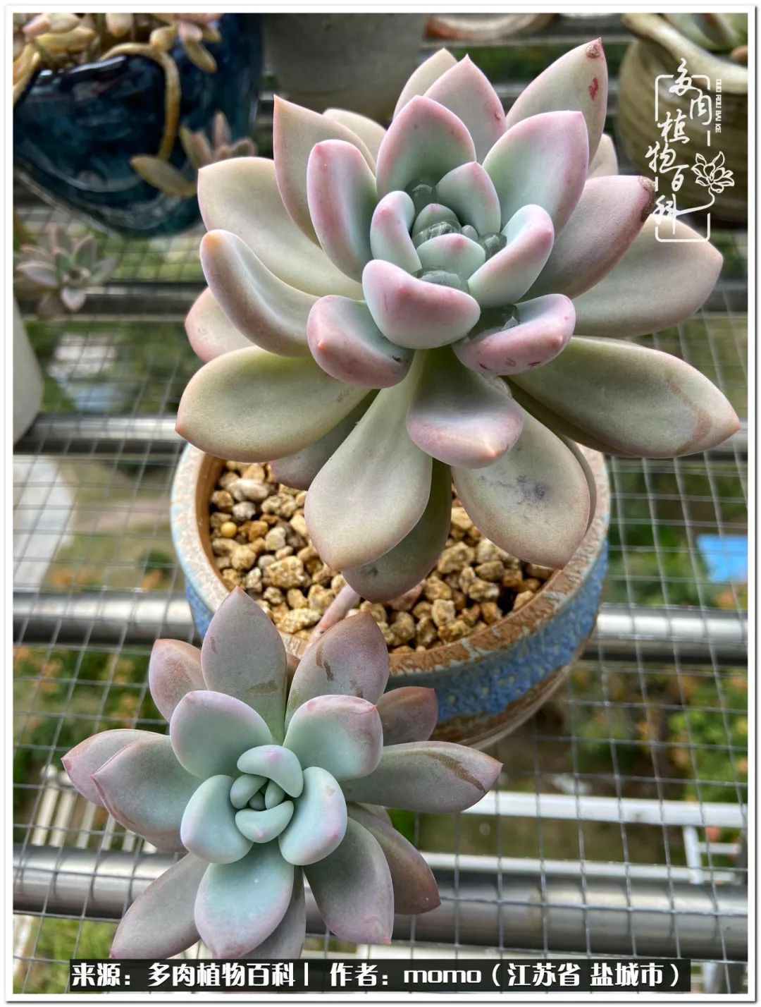 露养一个月的多肉图片,露养多肉春天外面过夜么