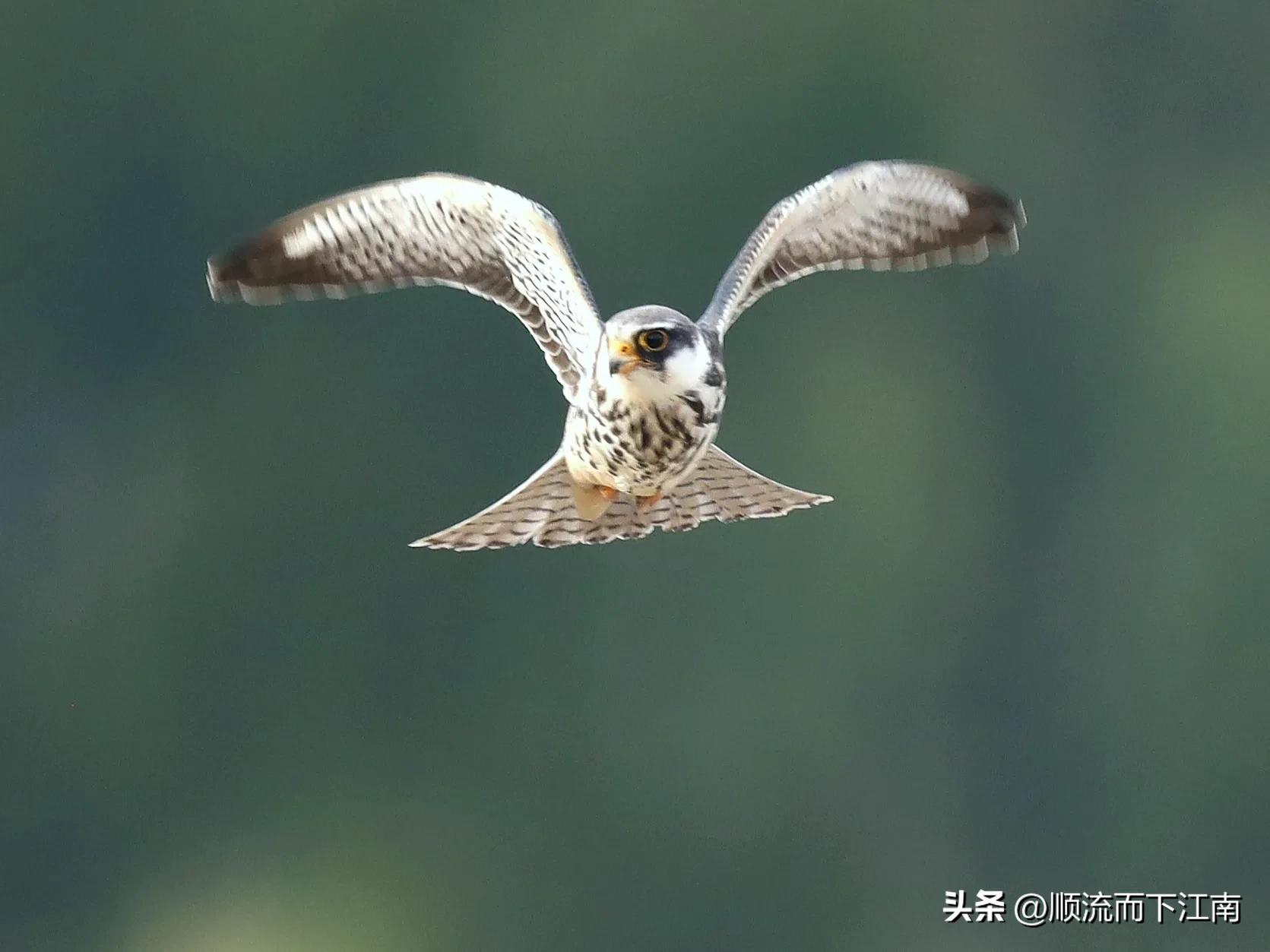 红脚隼叫声,红脚隼