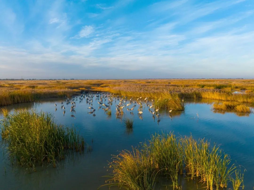 湿地保护公益诉讼典型案例,最高检河道治理公益诉讼典型案例