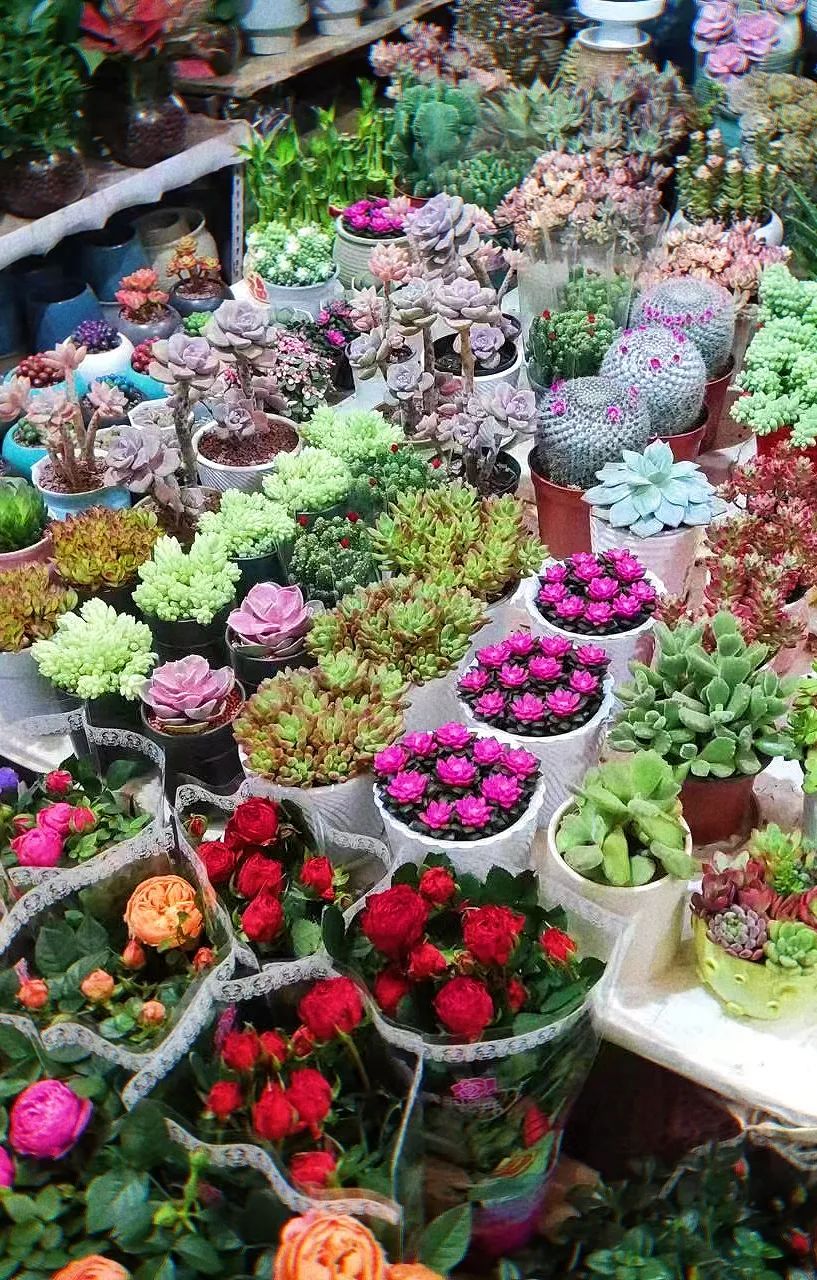 济南春天看花好去处,来济南买金子