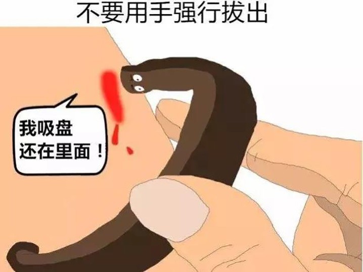 鸡生吞了水蛭会怎么样,鸡吃了水蛭不死吗