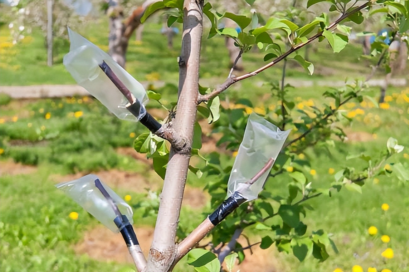 怎样进行各种嫁接？提高成功率的关键因素有哪些？