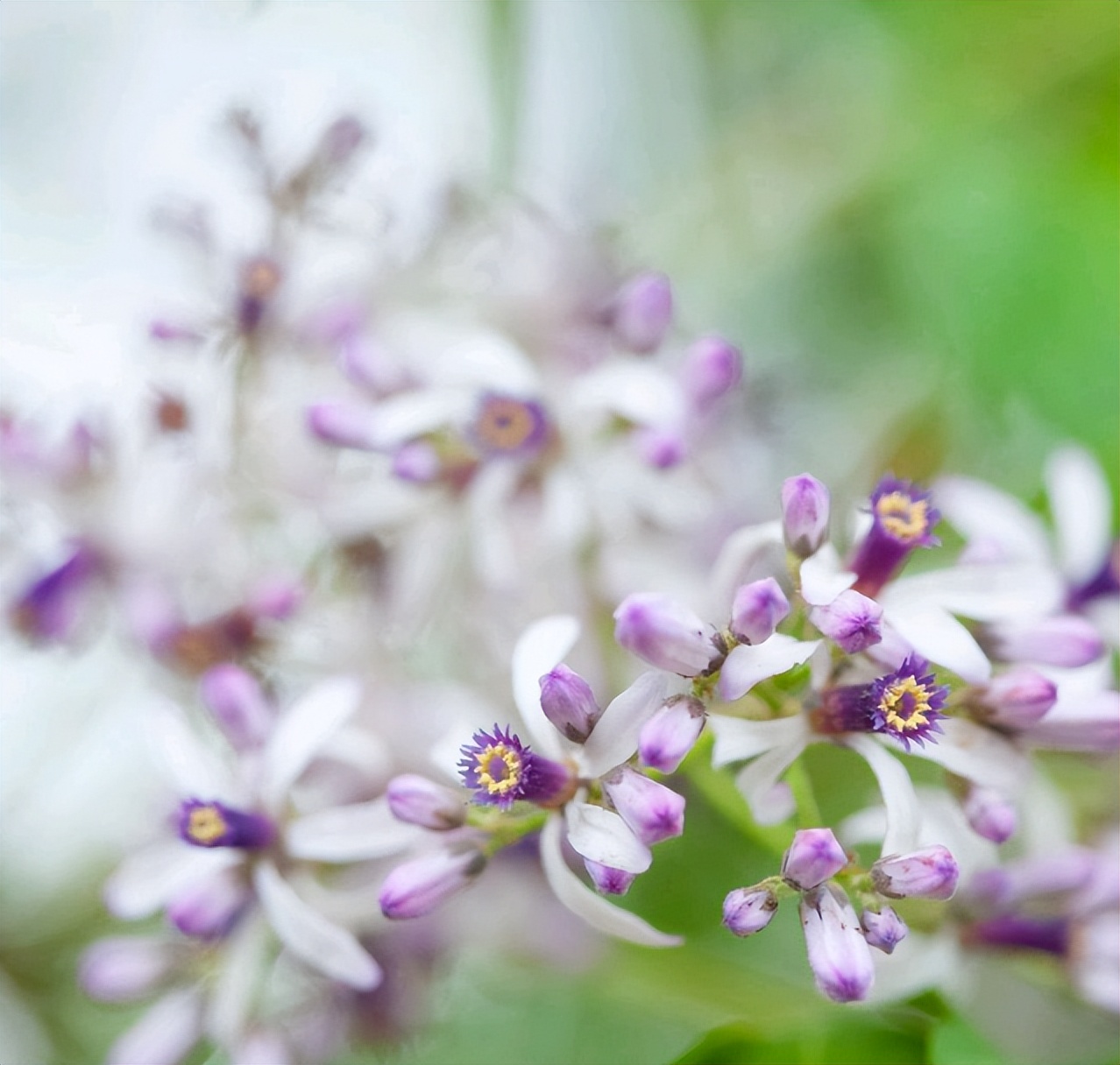 咏楝花的古诗词,有关楝花的诗