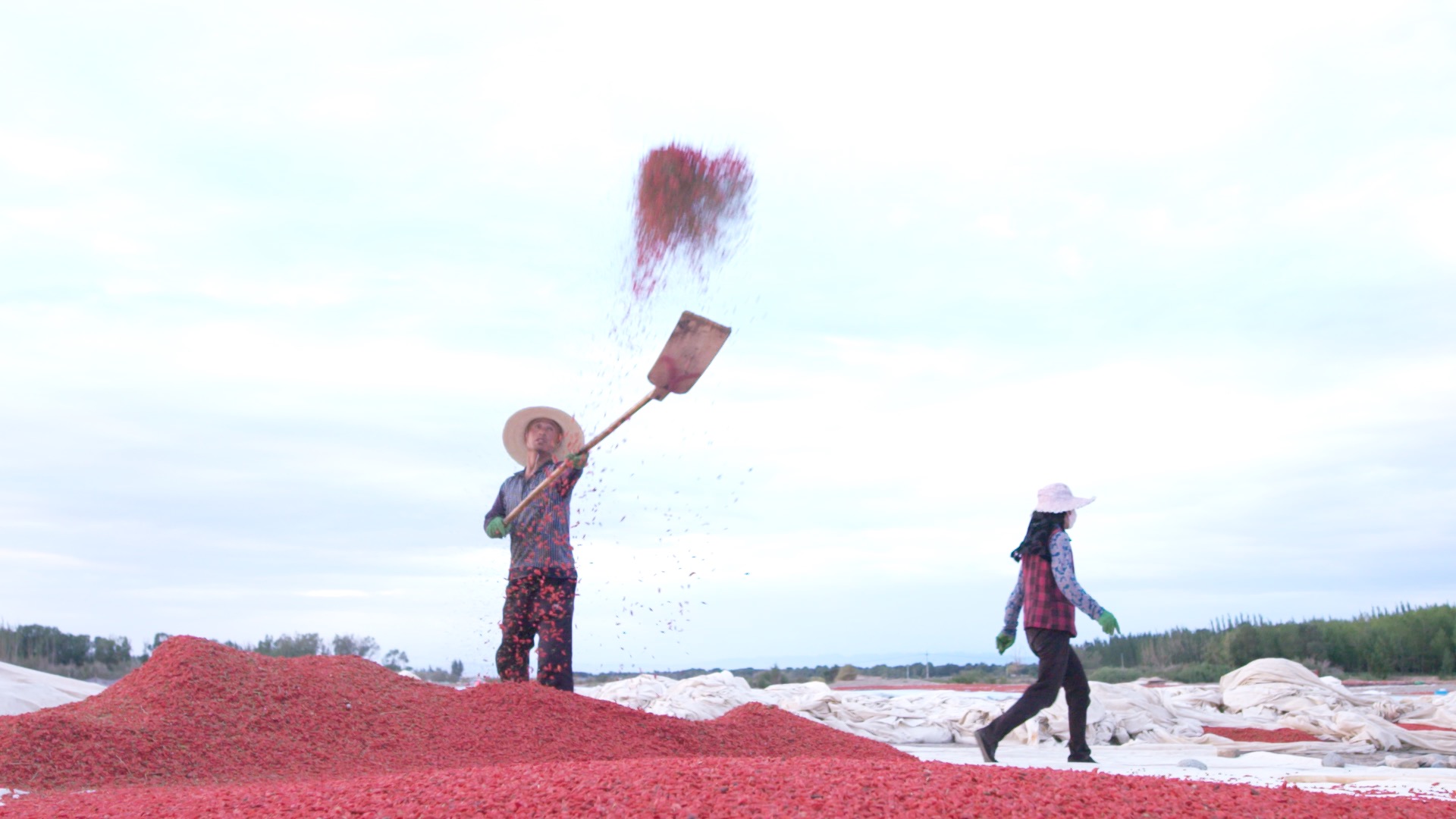 青海诺木洪枸杞今年什么时候摘,青海诺木洪枸杞采摘