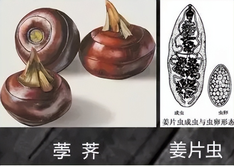 体内有绦虫吃什么食物,女子体内排出4.59米长的绦虫