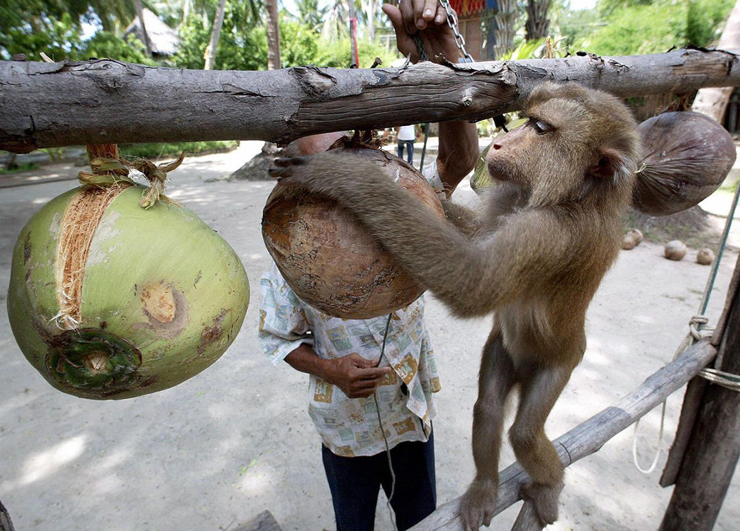 云南所有稀有动物猴子,云南稀有野生动物猴子