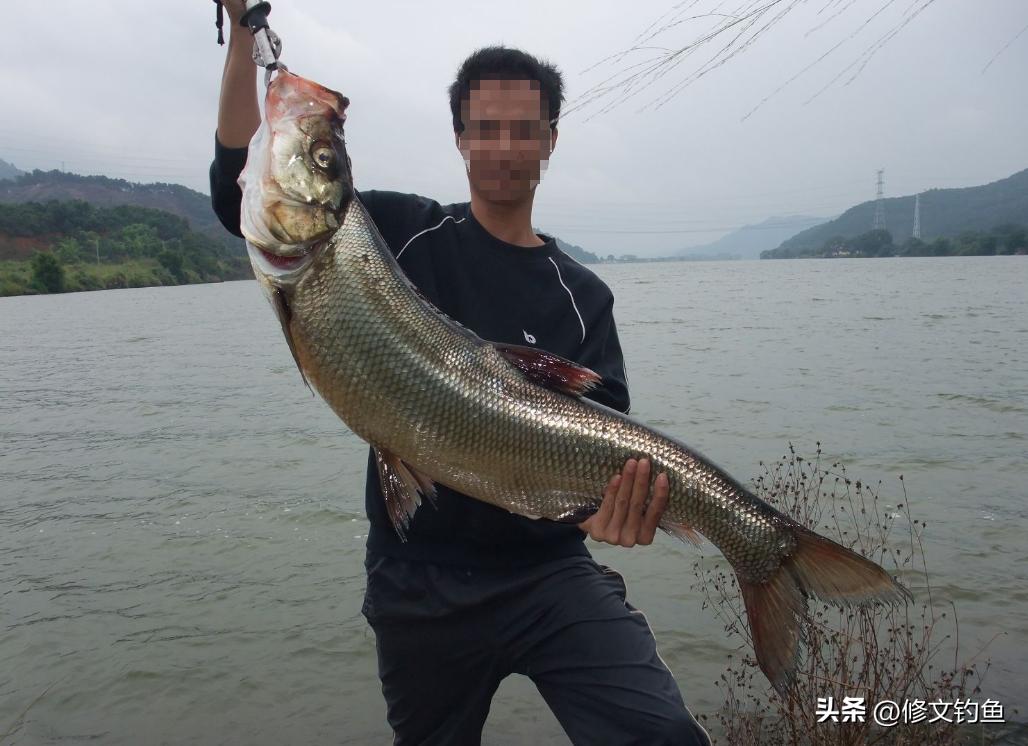 翘嘴怎样才能爆护,翘嘴怎么爆护