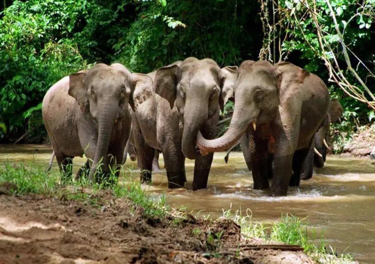 世界体型最大的牛现身云南,世界上体型最大的牛堪称牛魔王