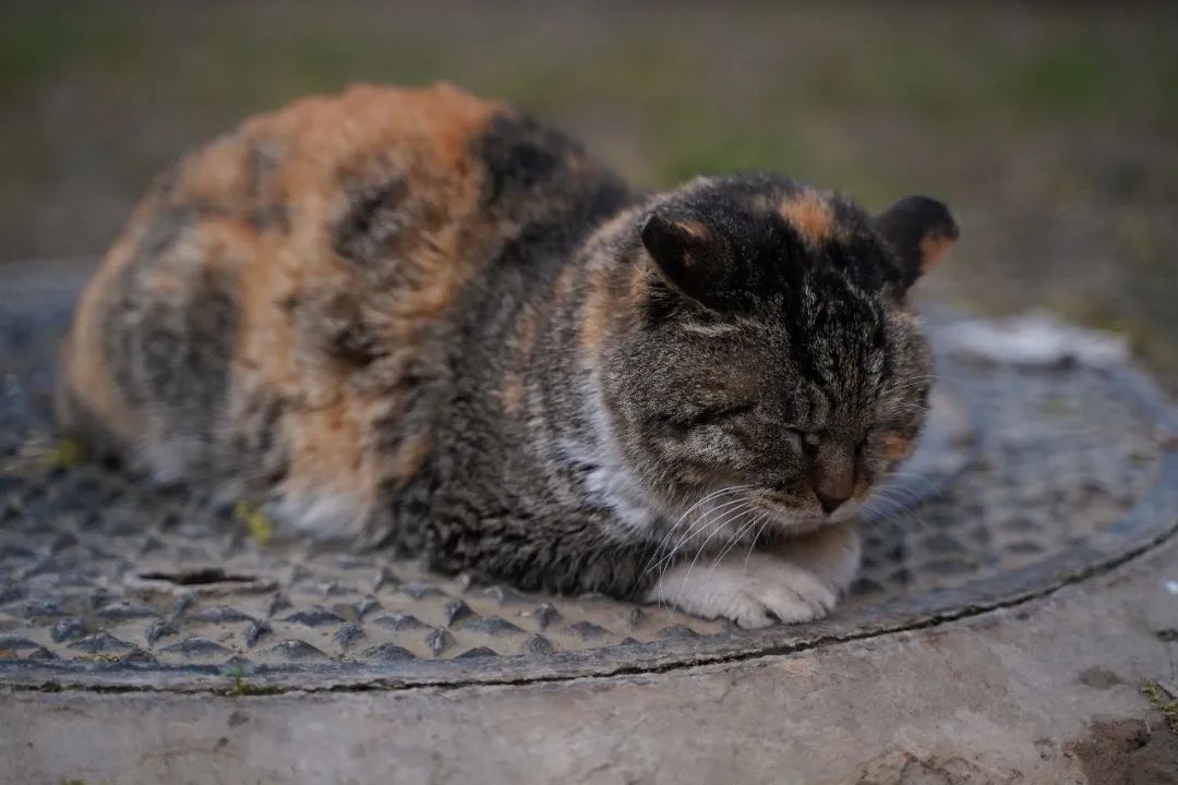 猫猫发情一般要叫几天,猫咪老是自己喵喵叫是什么原因