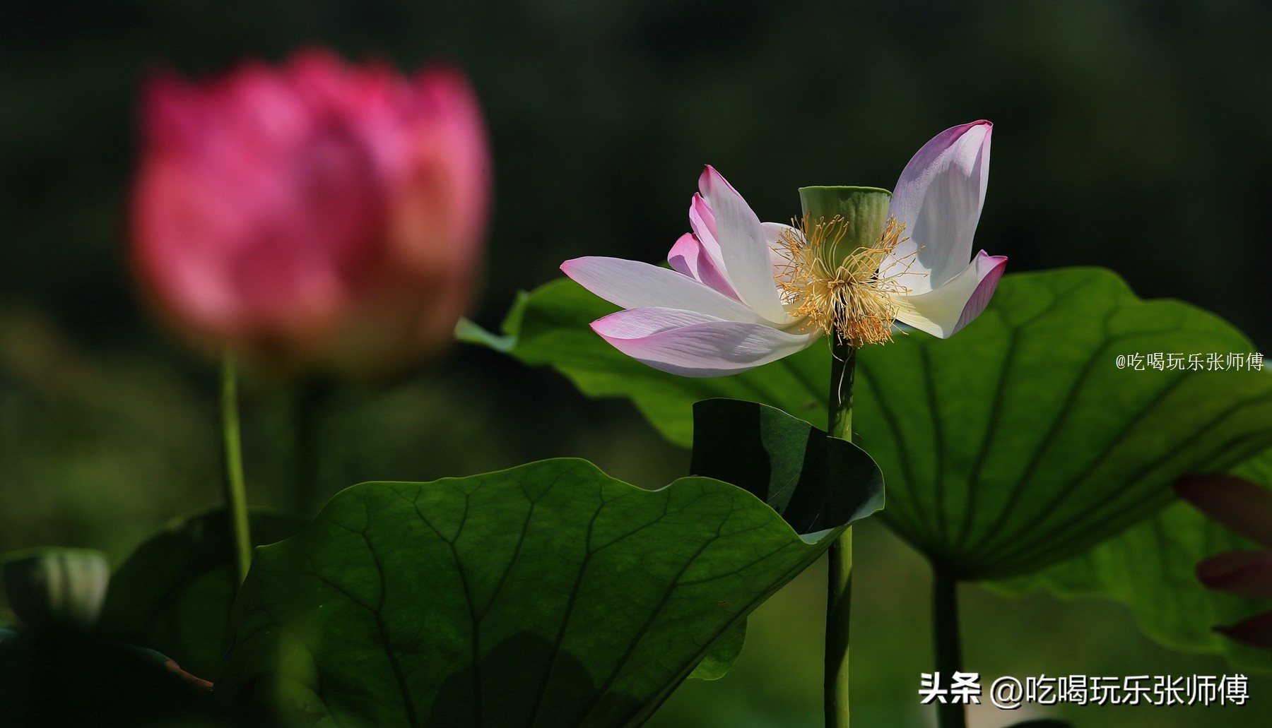 夜幕下哈尔滨大剧院高清大图,哈尔滨大剧院的冰雪与光影