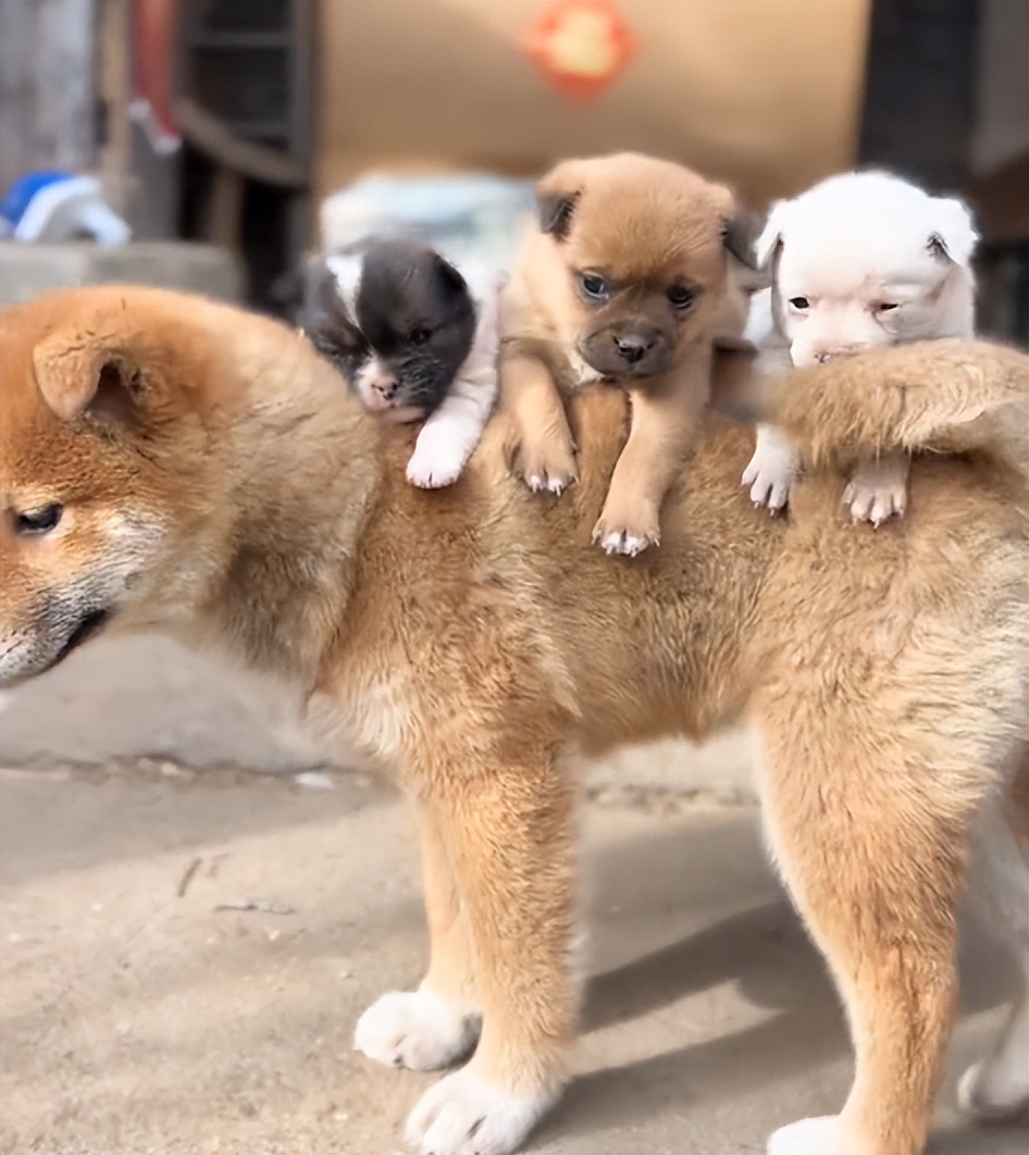 “狗界巅峰”：“把鸭当妈”骑鸭背上，全网最萌小狗吸粉550万