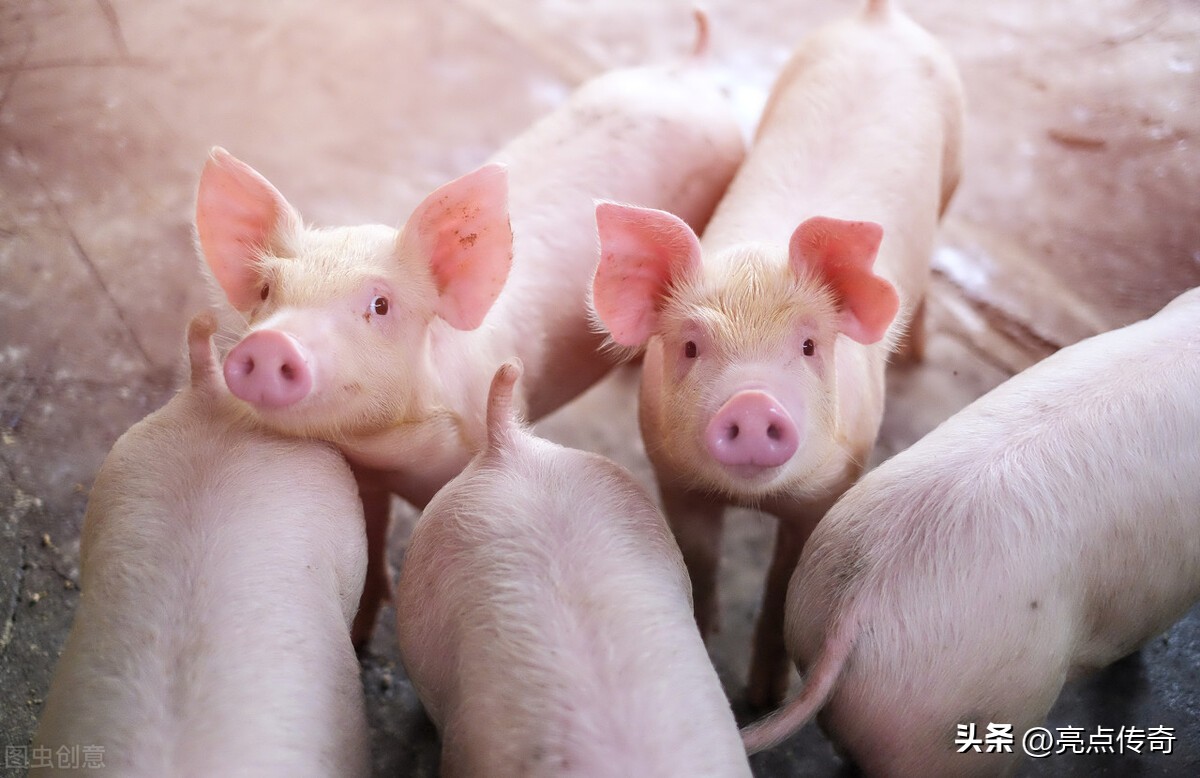 母猪产后胎衣不足怎么办,母猪产后不下胎衣怎么治疗