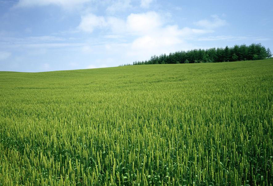 中国人最爱吃的玉米饭,中国人最爱吃的菜是什么