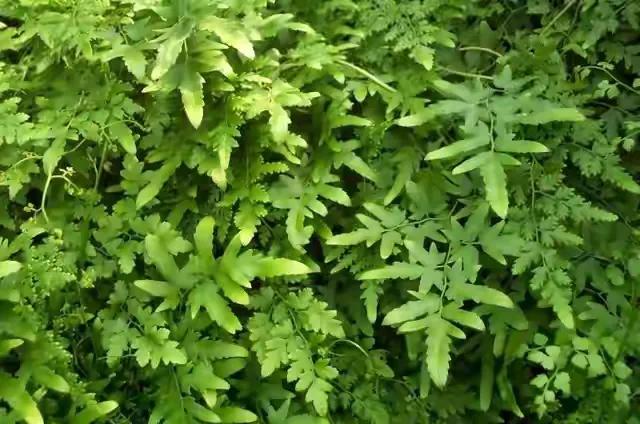 农村常见排石草,民间草药快速生发