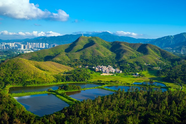 宁夏百年老枸杞,宁夏红枸杞美景