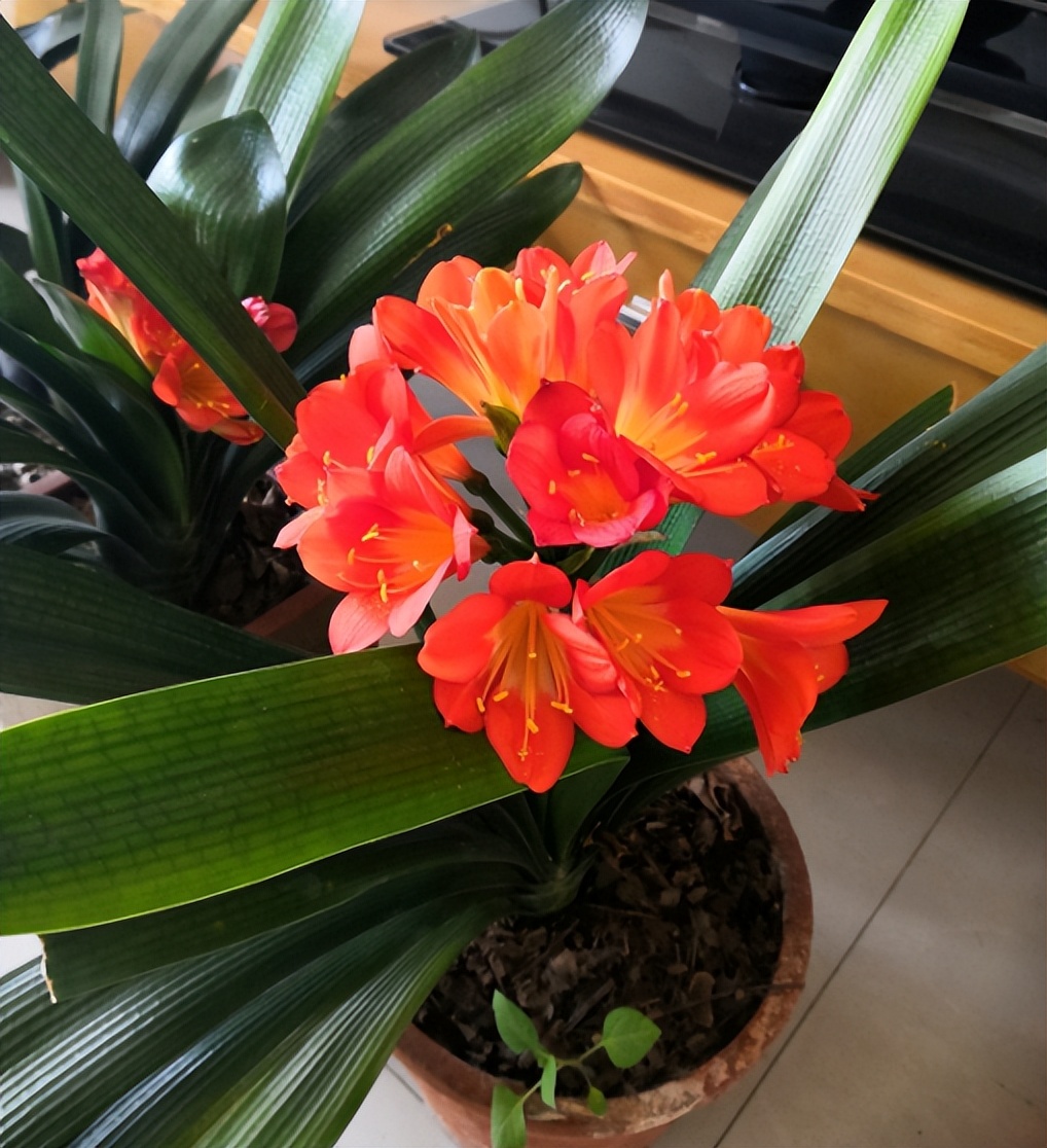 家庭盆栽喜酸的植物,盆栽土壤变酸最快的方法