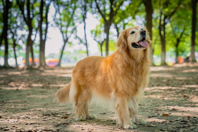 金毛犬价格纯种怎么看,金毛犬多少钱一只纯种