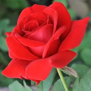 玫瑰花漂亮的图片,分享一个漂亮的玫瑰花图片