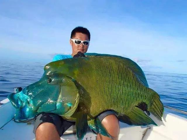 鱼类食材大全名称图片,鱼类菜谱大全100种