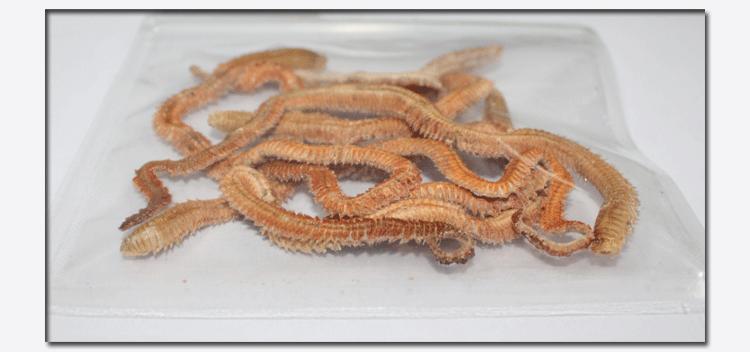 刷新对福建菜的认知，这两款“海虫菜”，有哪个敢尝试一下？