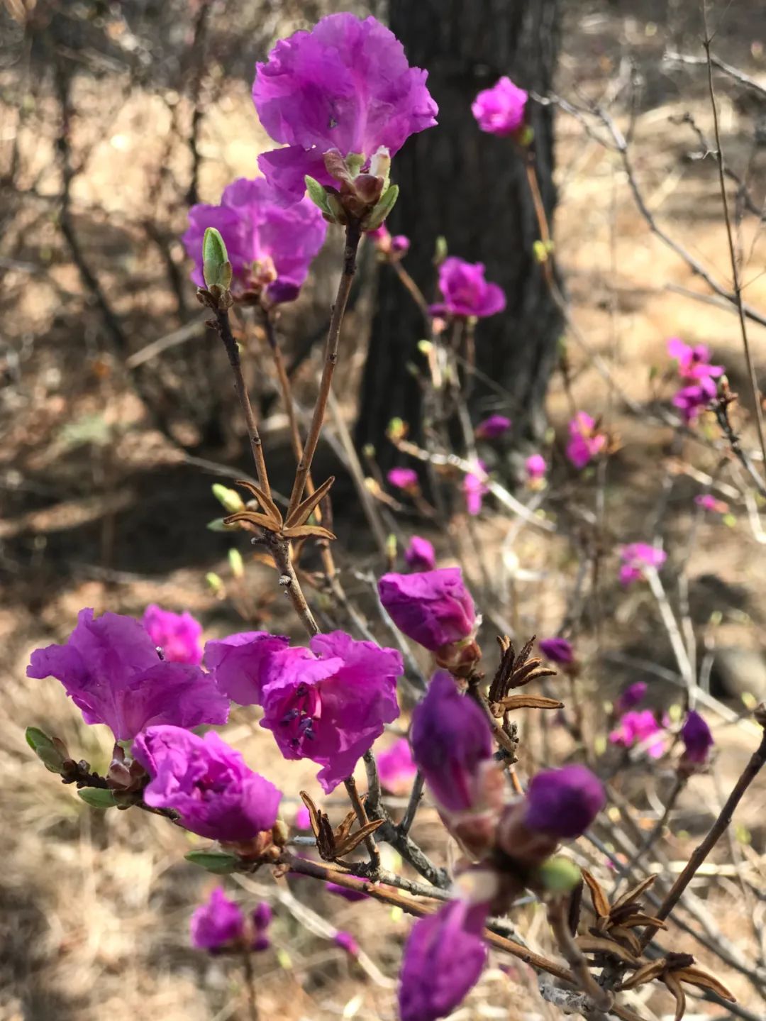犇福金达莱地址,犇福农场金达莱多吗