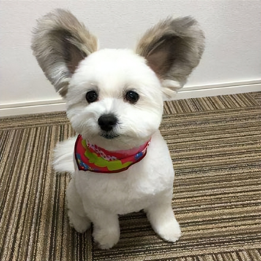 什么样的狗相是旺家狗,天生凶相的狗有哪些特征