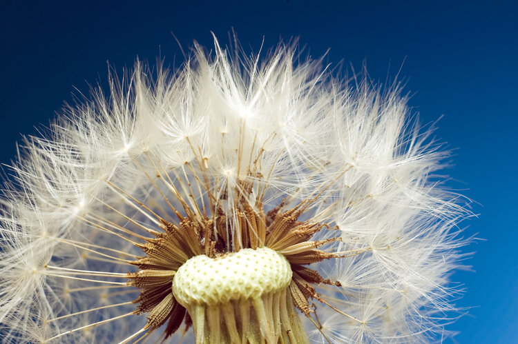 蒲公英是不是降低血糖的,蒲公英到底是致癌还是治癌