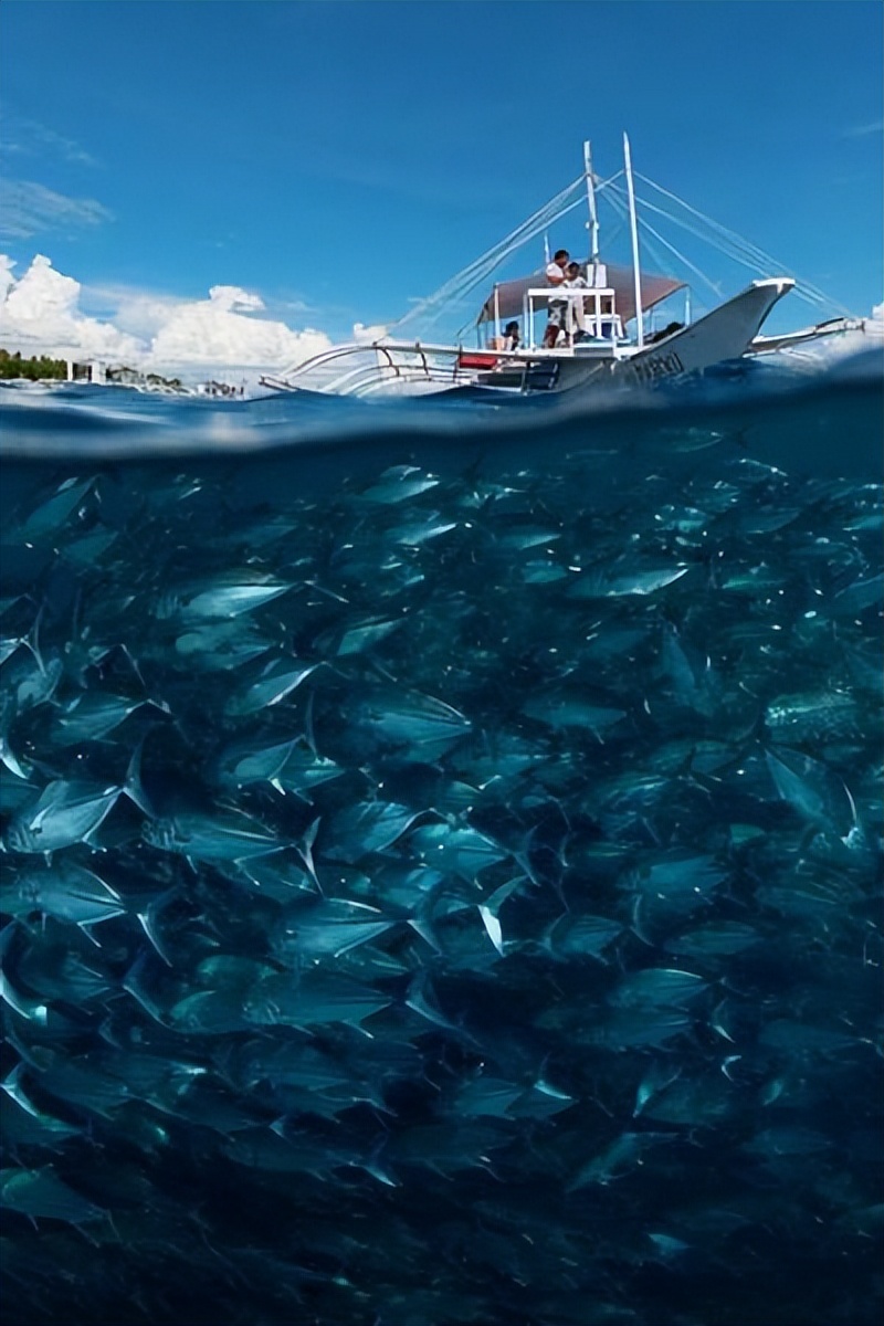 稀奇古怪形态各异的动物照片,世界上罕见的多头多脚变异动物