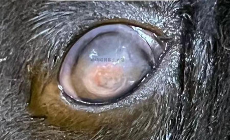 狗狗眼角膜溃疡怎么治疗,狗狗眼睛视网膜溃疡症状