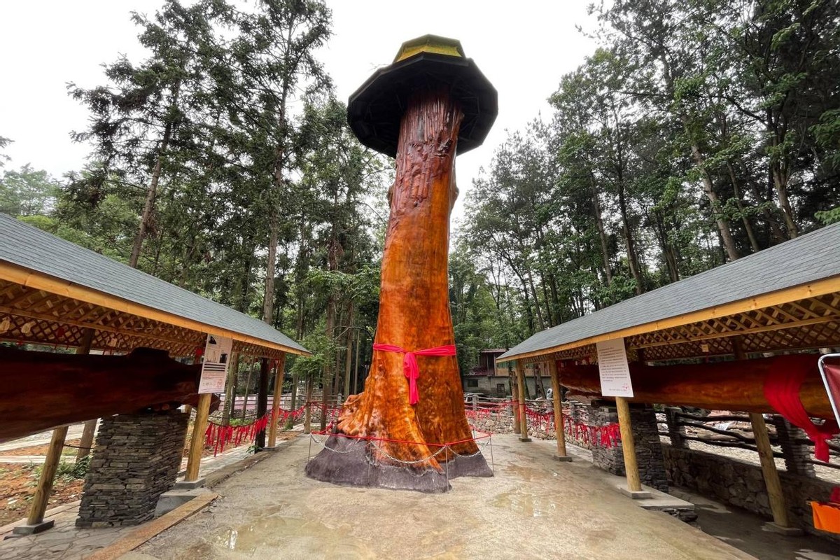 一棵金丝楠木值多少万,金丝楠木一棵十几亿