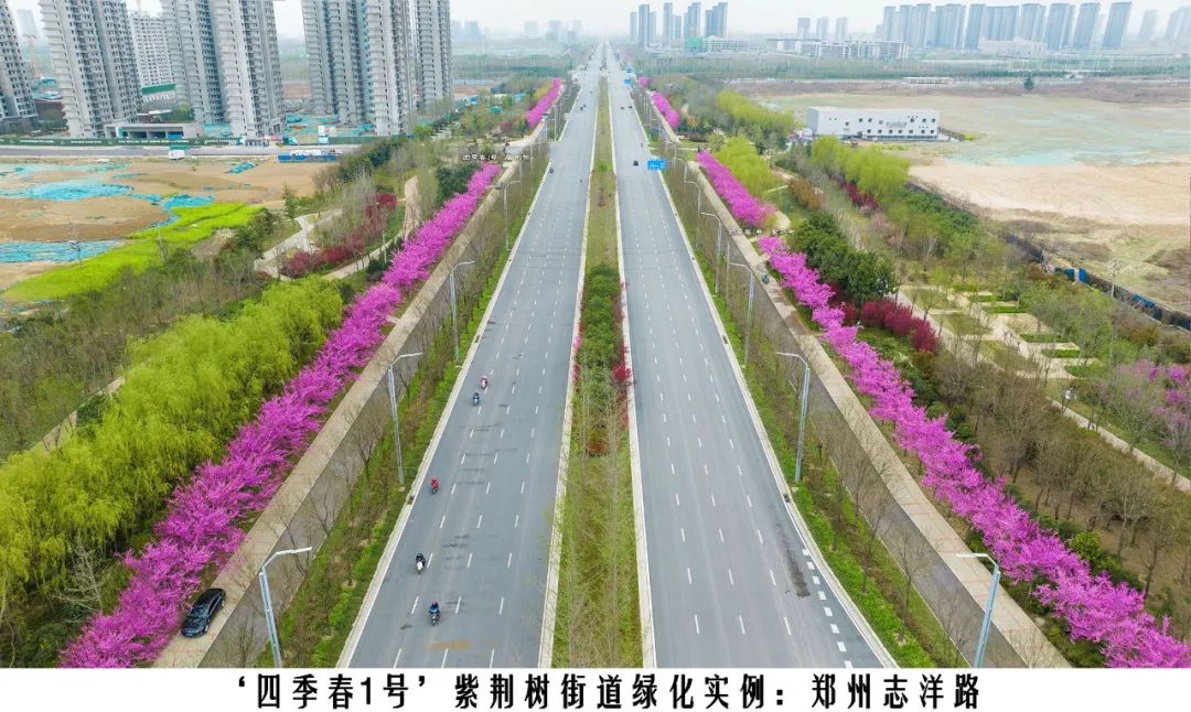 四季紫荆树新品种,四季春一号紫荆树施工方法