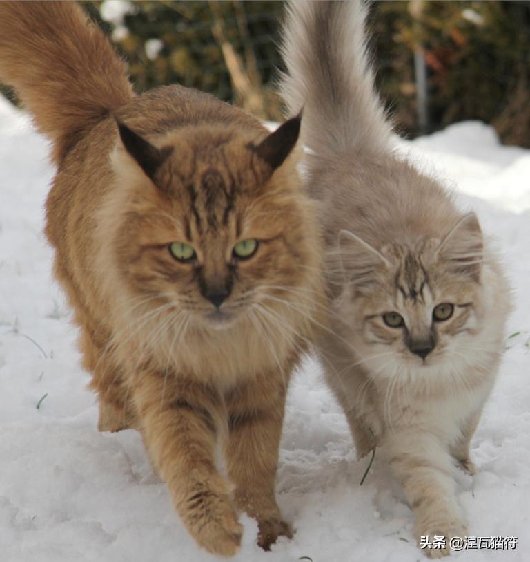 挪威森林猫纯白,挪威森林猫优雅吗值得买吗