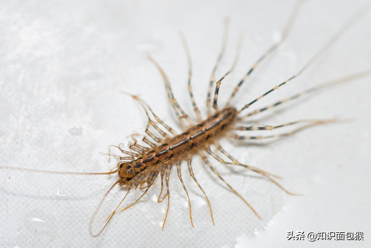 家里爬的好多脚的虫子是什么虫子,长在家里毒性大的虫子