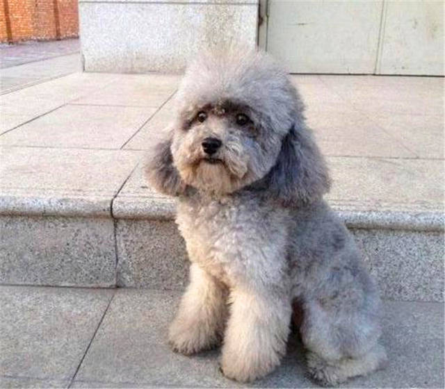 泰迪总是出现干呕,泰迪老是吐还有点咳是什么原因