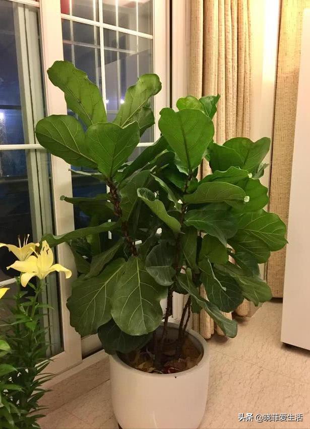 客厅象征发财的盆栽有哪些,客厅养什么绿植最旺财