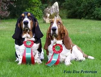 雪纳瑞小型犬最聪明的排行榜,边境牧羊犬柯基雪纳瑞