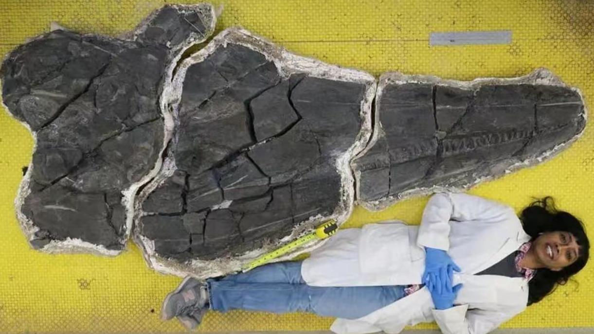 各种古生物化石图片,神秘的地球古生物昆虫化石