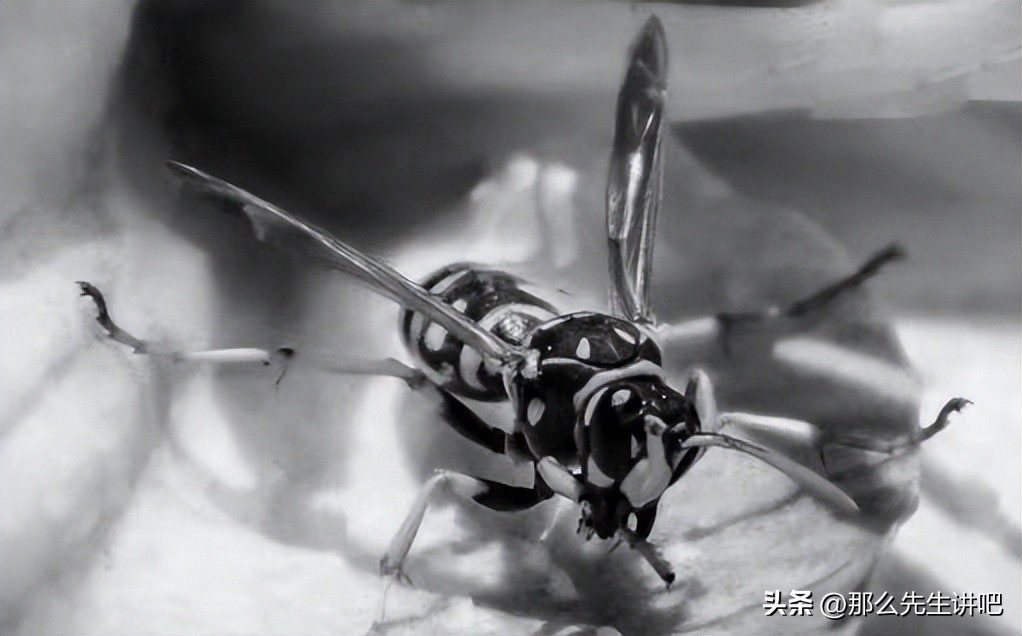 民间故事老蜂农,民间故事聘来的媳妇