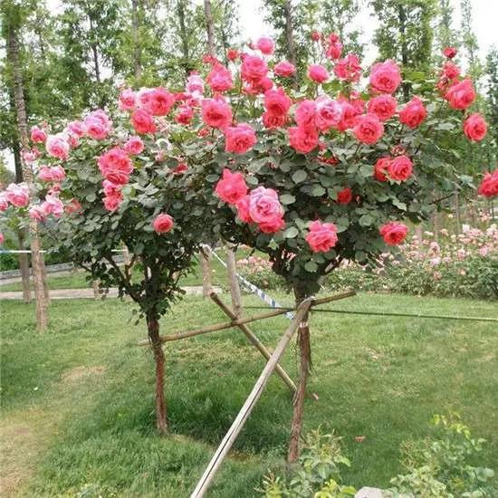 夏花开得最标准的月季花品种,月季色彩艳丽千姿百态