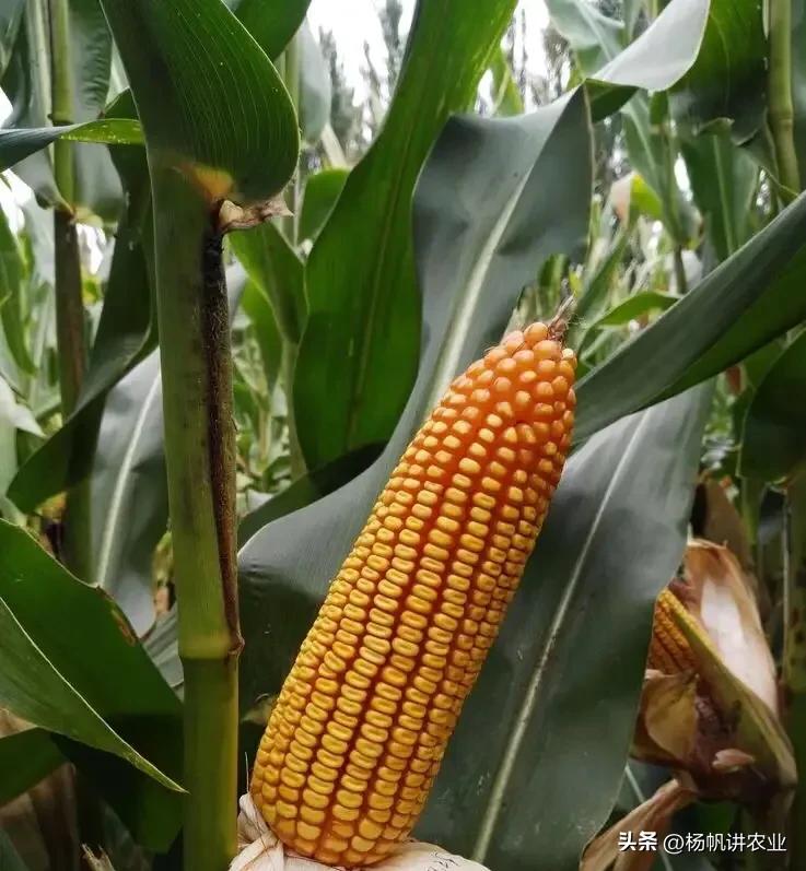 登海533产量多少,登海533产量和登海605哪个产量高