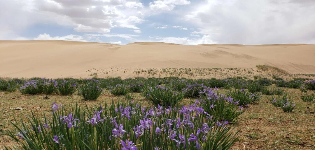 这首童谣背后藏着惊天秘密：小皮球，架脚踢，马兰开花二十一