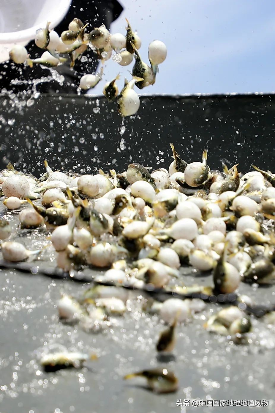 海鲜、瓷器与钢铁！最被低估的“河北第一城”，到底有多猛？