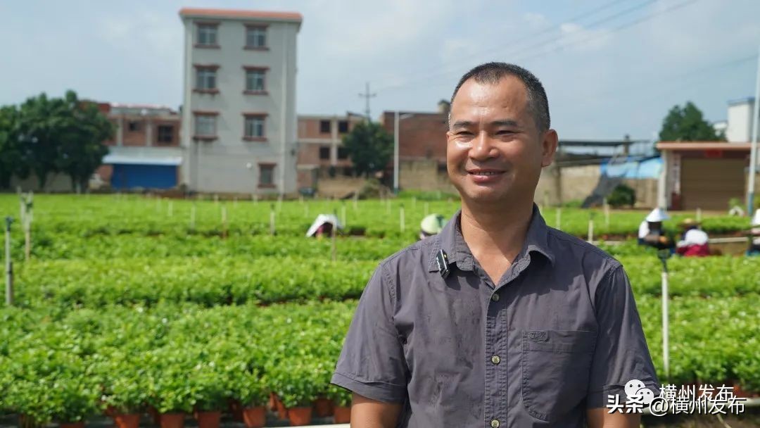茉莉花盆栽批发南宁,正宗茉莉花盆栽安徽发货